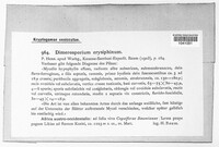 Dimerosporium erysiphinum image